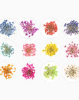 Dry Flowers - 12 farger